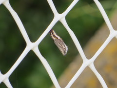 Lepidoptera