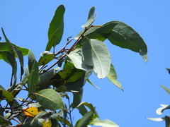 Eucalyptus latisinensis