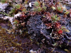 Fuscopannaria praetermissa