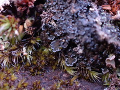 Fuscopannaria praetermissa