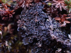 Fuscopannaria praetermissa