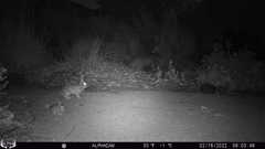 Sylvilagus audubonii