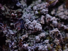 Trapeliopsis granulosa