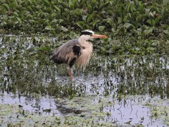 Ardea cinerea