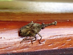 Amyclinae