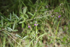 Glycine cyrtoloba