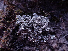 Stereocaulon paschale