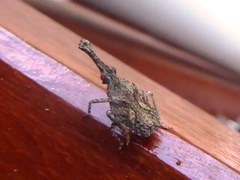 Amyclinae