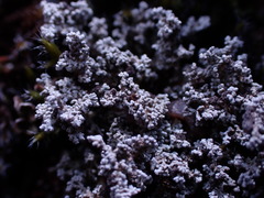 Stereocaulon paschale