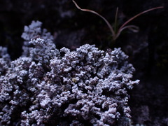 Stereocaulon paschale