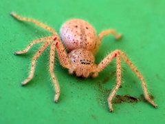 Neosparassus diana