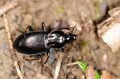 Pterostichus mutus