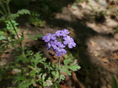 Glandularia latilobata