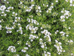 Thymus serpyllum albus