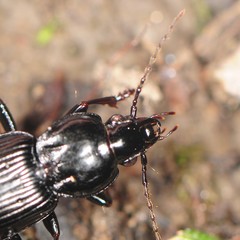Pterostichus mutus
