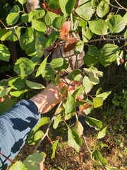 Crataegus brainerdii