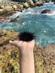 Echinometra vanbrunti