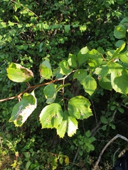 Crataegus brainerdii