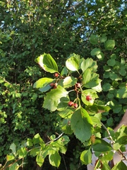 Crataegus brainerdii
