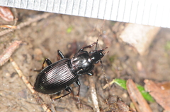 Pterostichus mutus