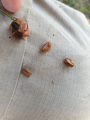 Crataegus brainerdii