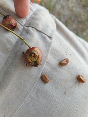 Crataegus brainerdii