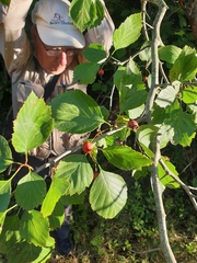 Crataegus brainerdii