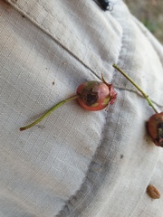 Crataegus brainerdii