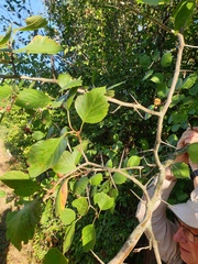 Crataegus brainerdii