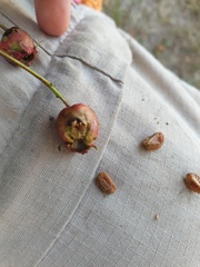 Crataegus brainerdii