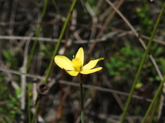Tricoryne muricata