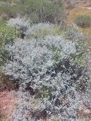 Indigofera leucotricha