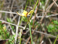 Tricoryne muricata