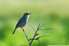 Cisticola marginatus