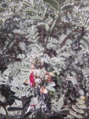 Indigofera leucotricha
