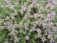 Thymus kosteleckyanus