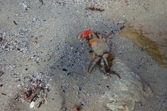 Schizophrys rufescens