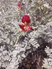 Indigofera leucotricha