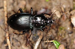 Pterostichus mutus