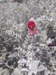 Indigofera leucotricha