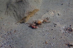 Schizophrys rufescens