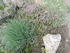 Thymus kosteleckyanus
