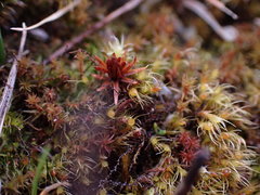 Pleuridium acuminatum