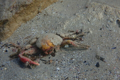 Schizophrys rufescens