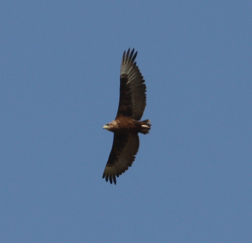 Águila volatinera (Terathopius ecaudatus)