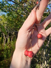 Crataegus coccinioides