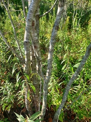 Crataegus coccinioides