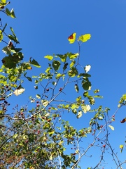 Crataegus coccinioides