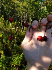 Crataegus coccinioides