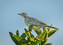 Macronyx aurantiigula